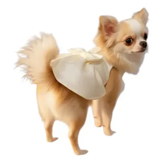 Perrita pequena usando vestido claro de Alanis Collection